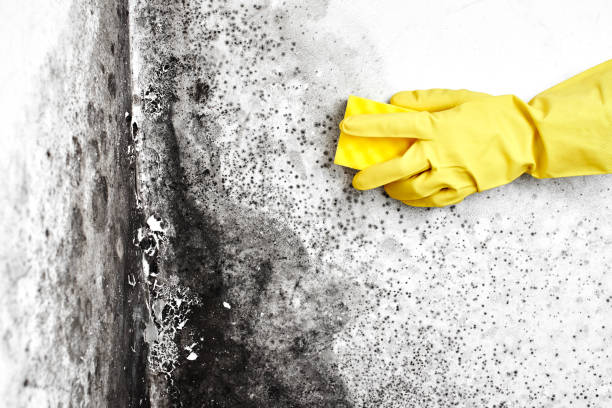 Certified Mold Removal in Morton, IL