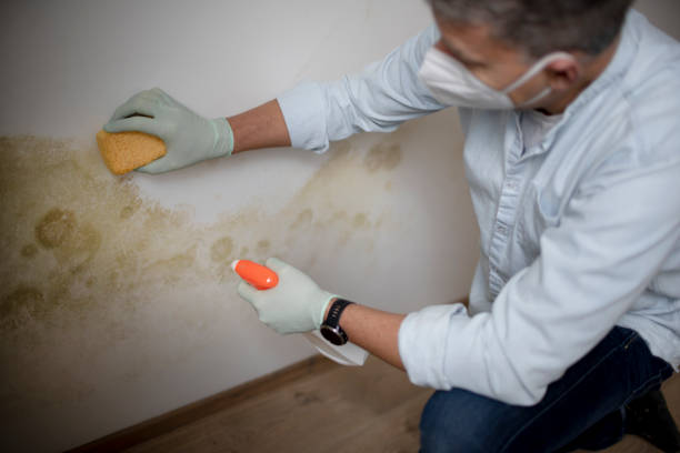 Best Attic Mold Removal  in Morton, IL