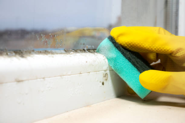 Attic Mold Removal in Morton, IL
